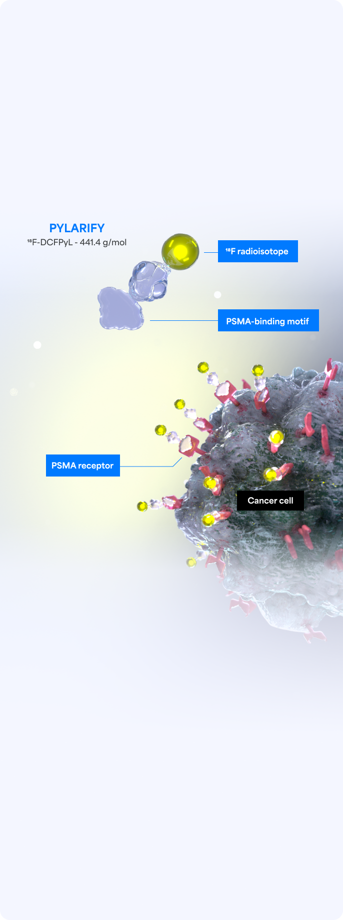 Illustrated representation of a PCa cell and PSMA molecule